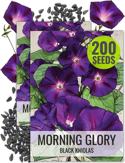 Seed Needs Black Kniolas Morning Glory seed pack for open-pollinated color and easy planting.