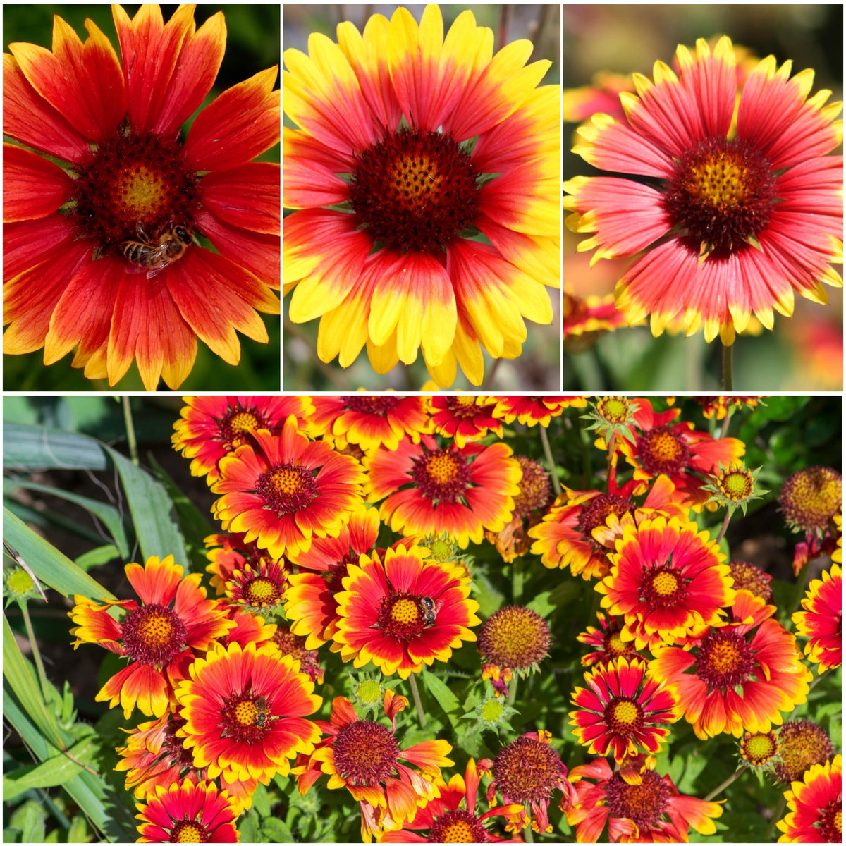 Seed Needs Blanket Flower seeds for butterfly garden color through summer.