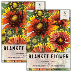 Seed Needs Blanket Flower seeds bloom closeup with vibrant red-tipped petals attracting pollinators.