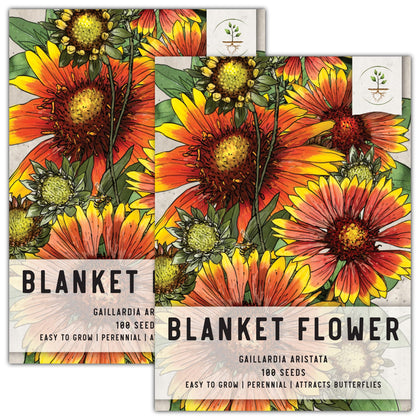 Seed Needs Blanket Flower seeds bloom closeup with vibrant red-tipped petals attracting pollinators.