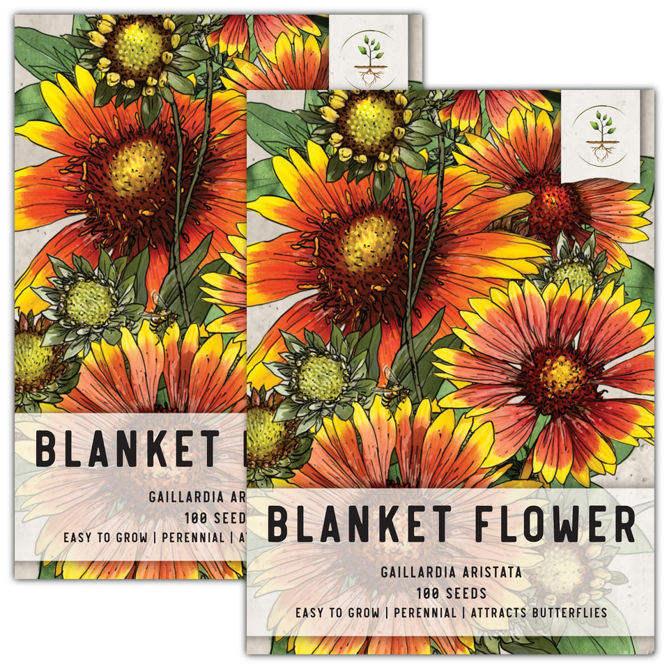 Seed Needs Blanket Flower seeds bloom closeup with vibrant red-tipped petals attracting pollinators.