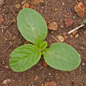 Seed Needs borage open-pollinated heirloom seeds for sustainable gardening.
