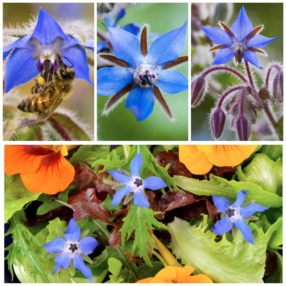 Seed Needs borage packaging keeps seeds fresh for future seasons.