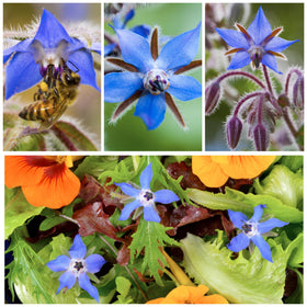 Seed Needs borage packaging keeps seeds fresh for future seasons.