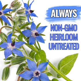 Seed Needs borage attracts bees and butterflies to the garden beds.