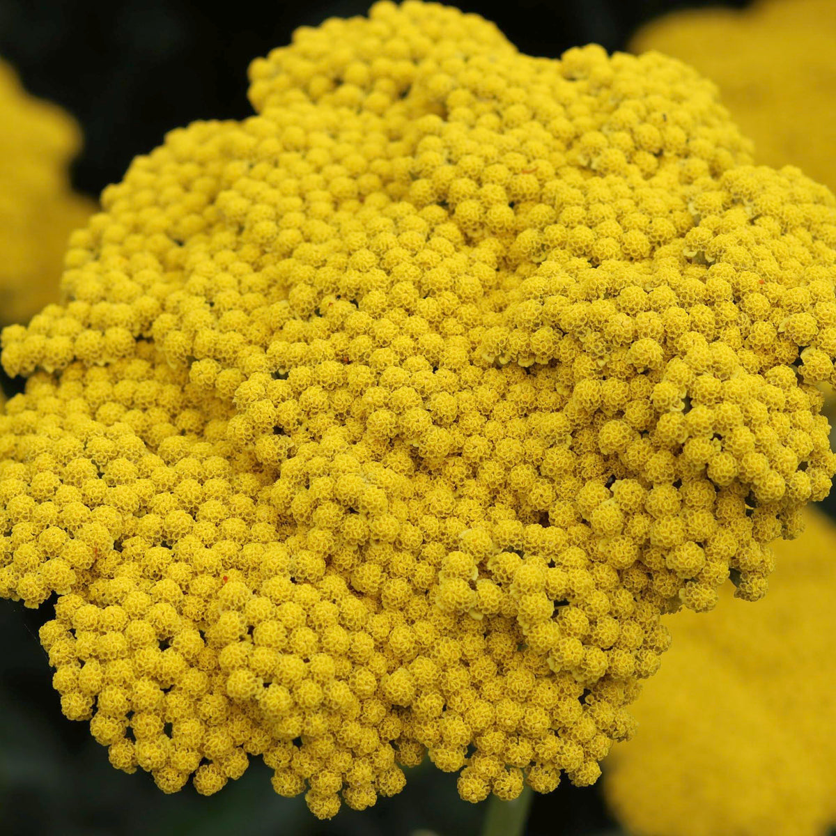 Seed Needs border garden idea with yarrow adds color and structure.