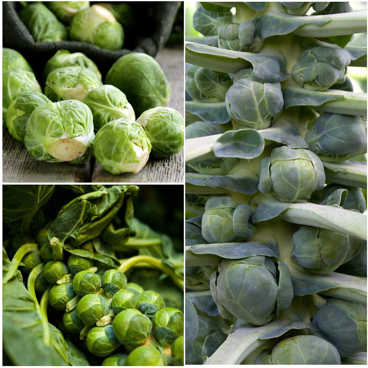 Seed Needs Brussels sprouts growing conditions guide helps plan fall harvest