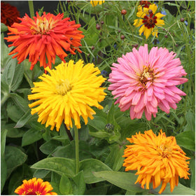 Seed Needs cactus zinnia seeds planted in borders or containers brighten garden corners.