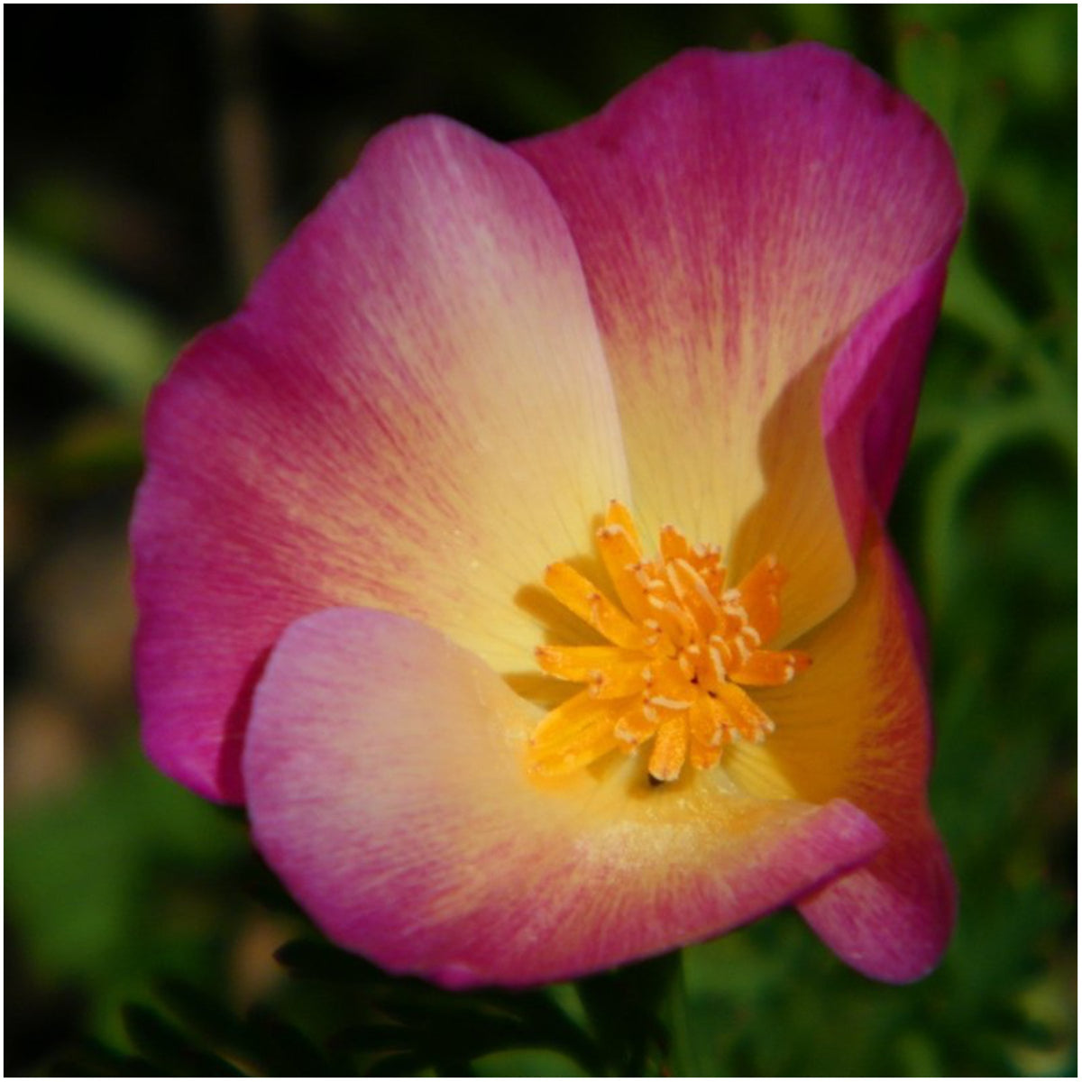 Seed Needs Purple Gleam seed packet; open-pollinated seeds for butterfly-friendly planting.