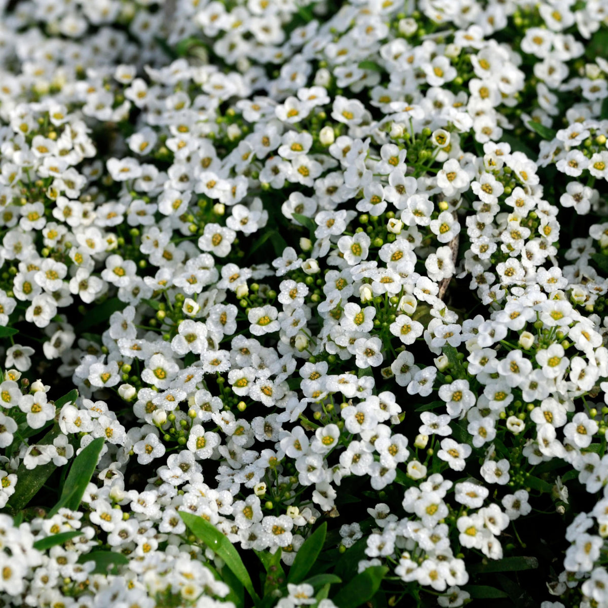 Seed Needs Carpet of Snow Alyssum blooms from early summer to fall