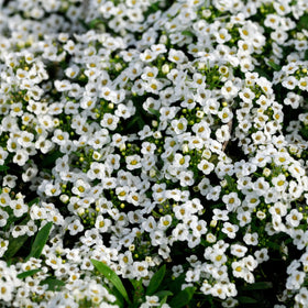 Seed Needs Carpet of Snow Alyssum blooms from early summer to fall