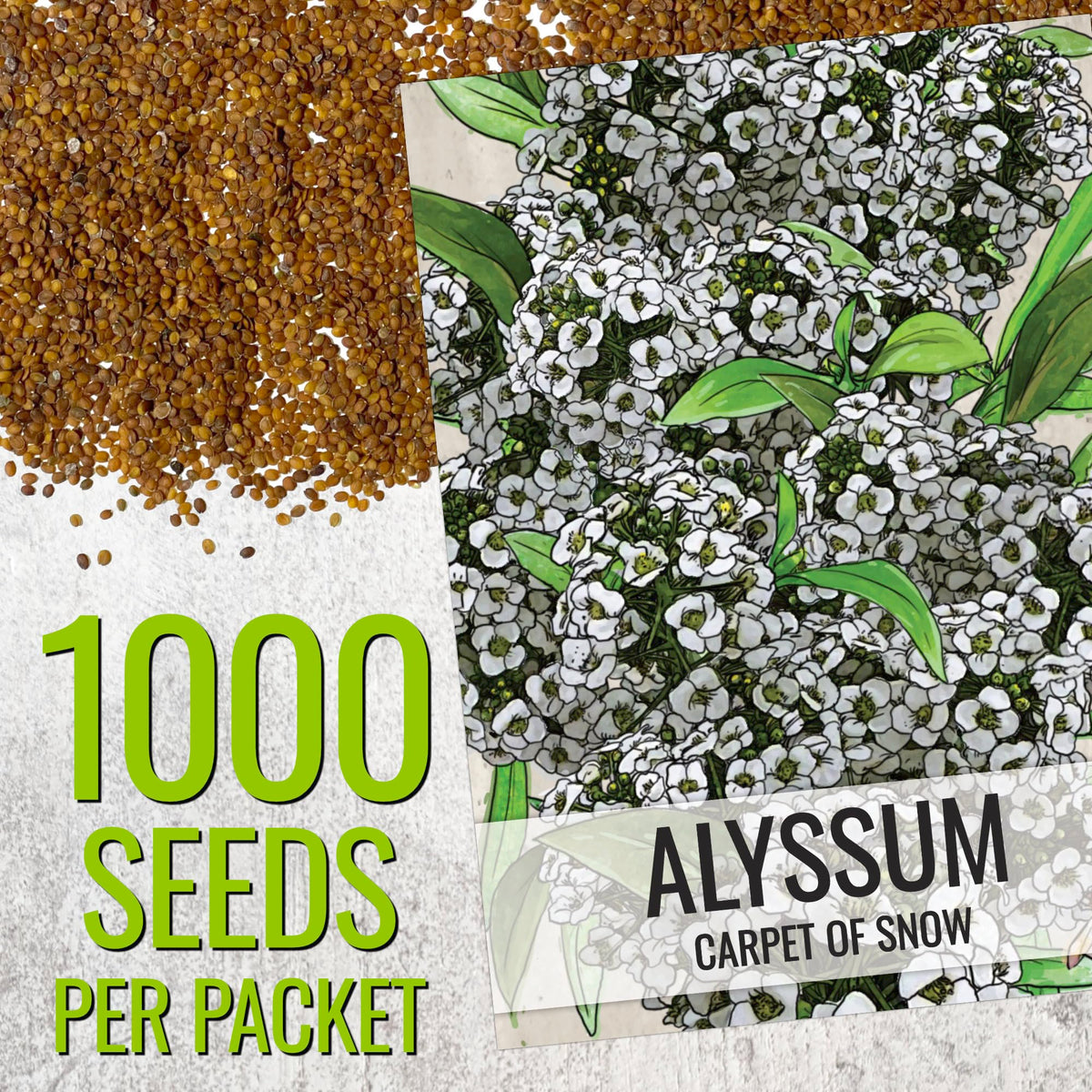 Seed Needs Carpet of Snow Alyssum seed packet design with sowing tips