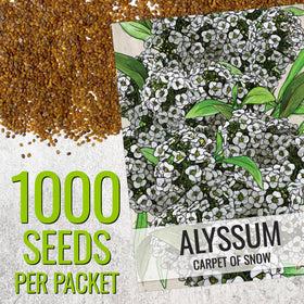 Seed Needs Carpet of Snow Alyssum seed packet design with sowing tips