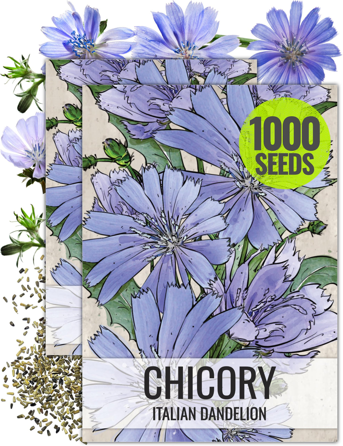 Seed Needs Chicory seeds with blue-sky flowers attracting pollinators