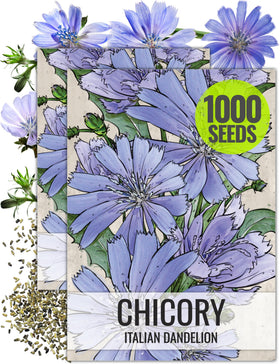 Seed Needs Chicory seeds with blue-sky flowers attracting pollinators