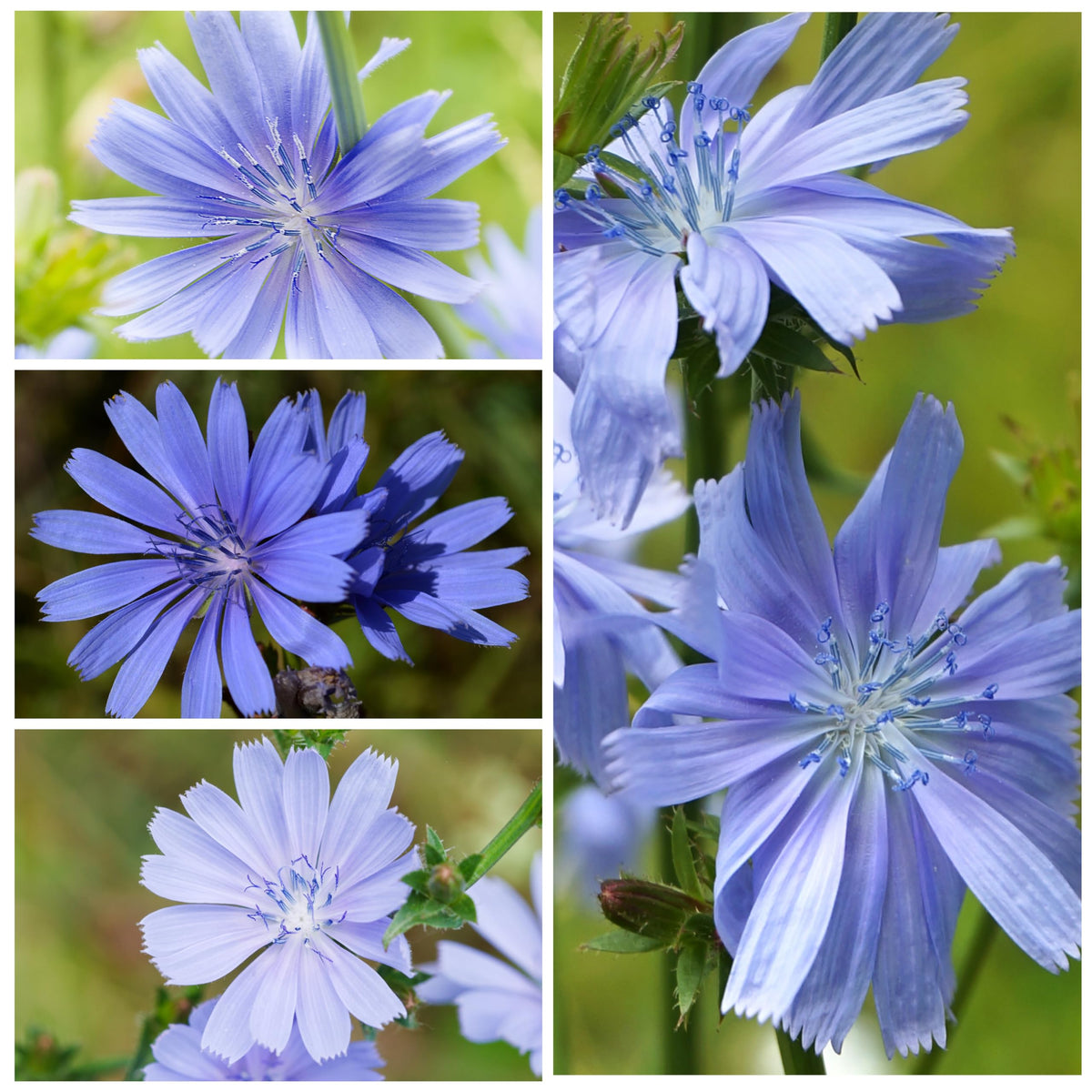 Seed Needs Chicory seeds thrive in full sun and well-drained soil