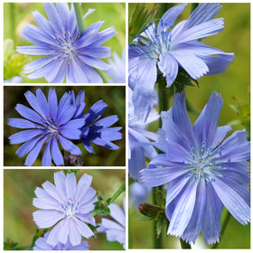 Seed Needs Chicory seeds thrive in full sun and well-drained soil