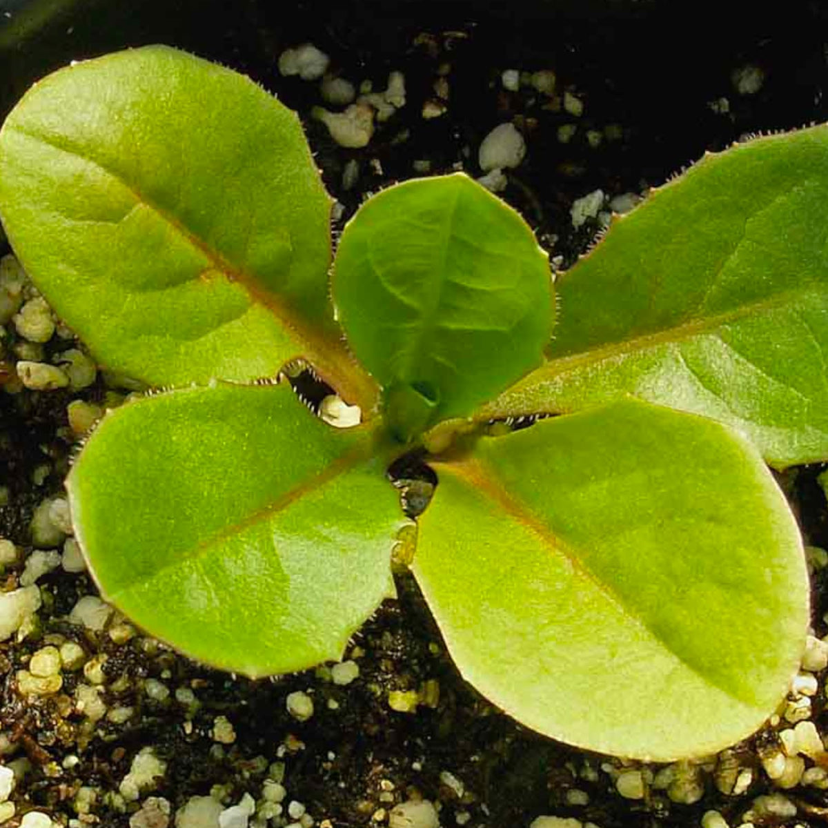 Seed Needs Chicory seeds are open-pollinated heirloom varieties