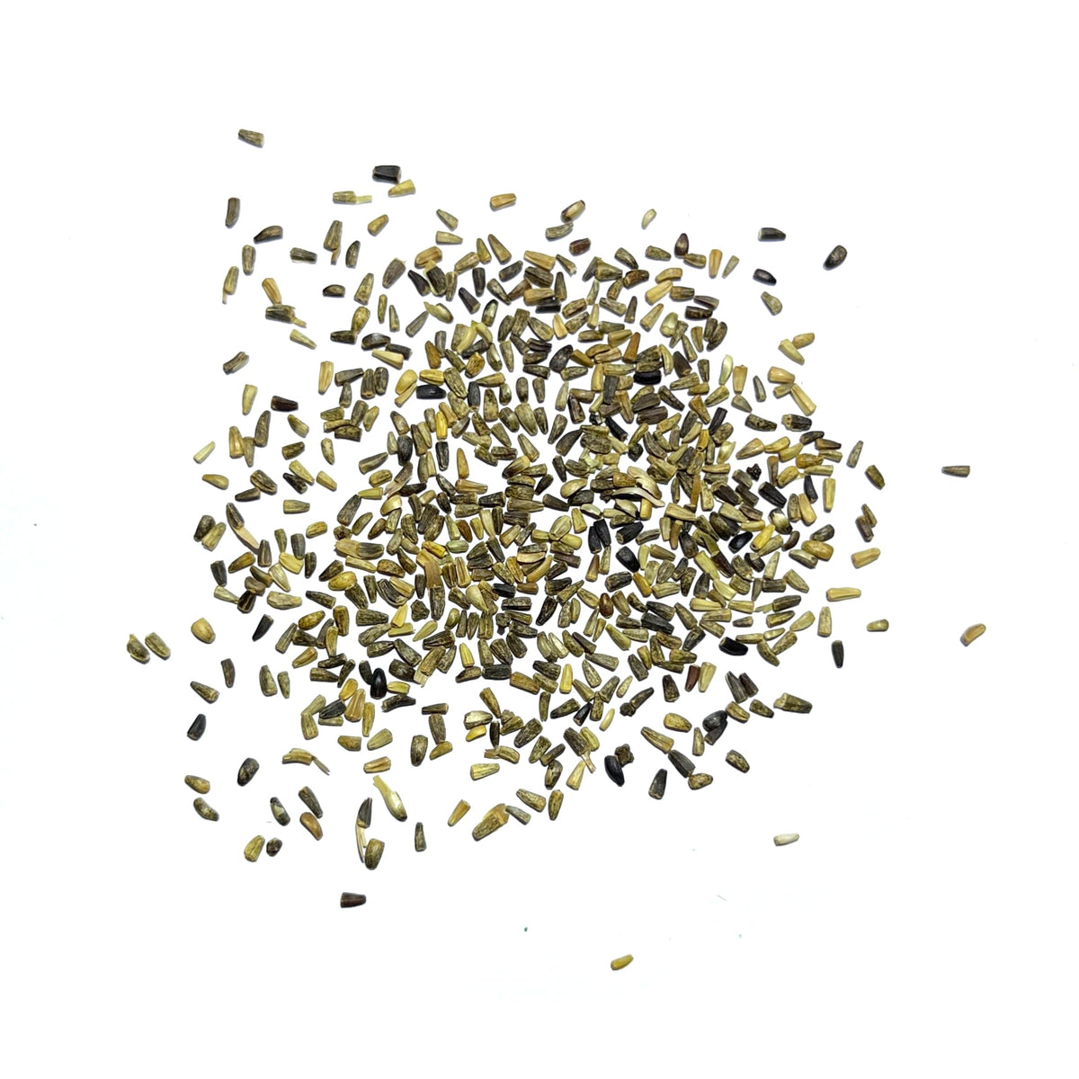 Seed Needs Chicory seeds attract bees and butterflies for pollinator gardens