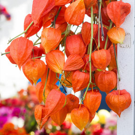 Seed Needs Chinese Lantern dried pods for rustic autumn decorations.