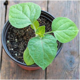 Seed Needs Chinese Lantern seedling growing for borders or containers.