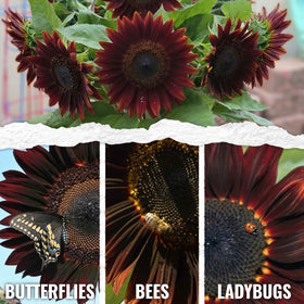 Seed Needs chocolate sunflower appearance burgundy petals add dramatic garden color