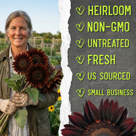 Seed Needs chocolate sunflower border or cut flower use adds versatility