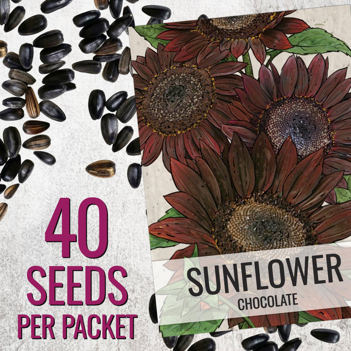 Seed Needs chocolate sunflower height five to seven feet for tall border impact