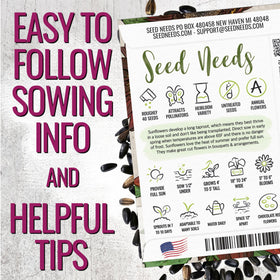 Seed Needs chocolate sunflower mid-to-late summer bloom enhances seasonal interest