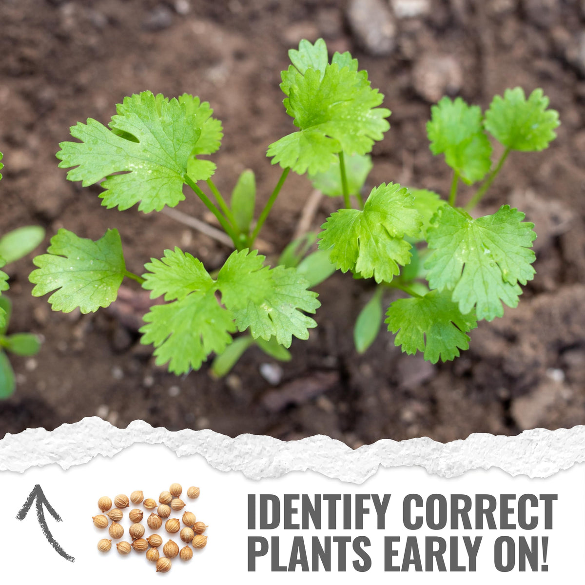 Seed Needs Cilantro Leaves harvest display bright green cilantro ready to flavor meals.