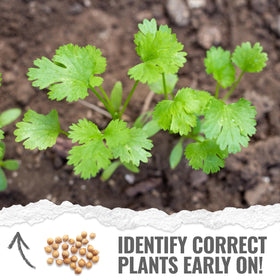 Seed Needs Cilantro Leaves harvest display bright green cilantro ready to flavor meals.