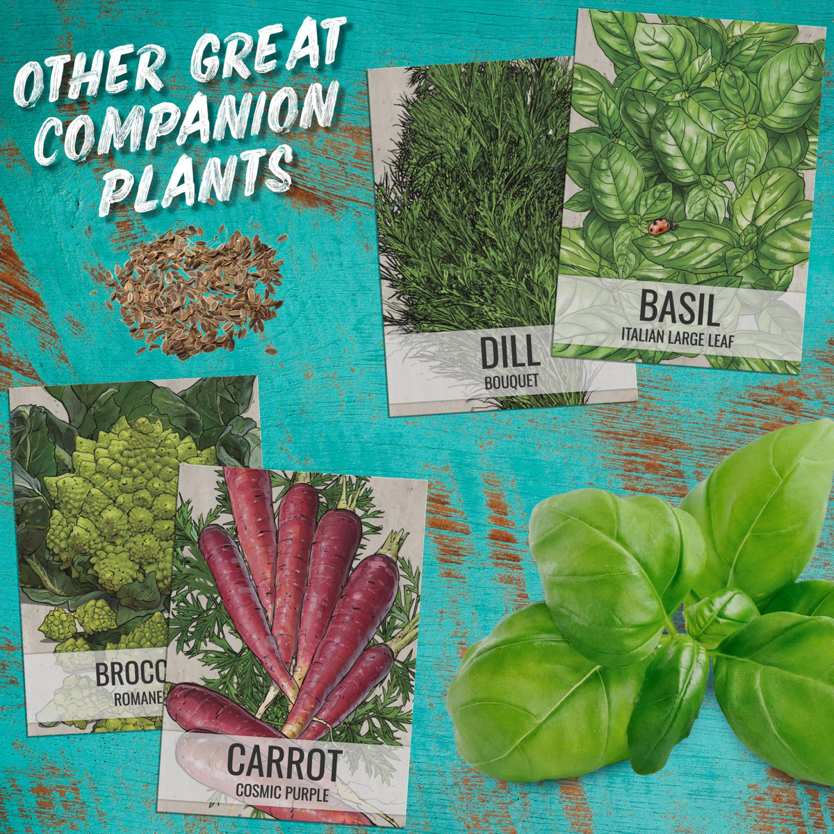 Seed Needs Cilantro Seeds non-GMO seeds ensure consistent germination and growth.