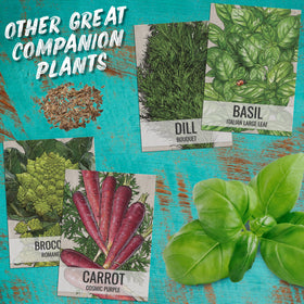 Seed Needs Cilantro Seeds non-GMO seeds ensure consistent germination and growth.