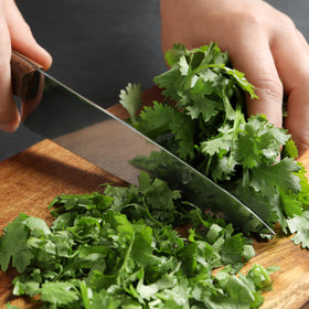 Seed Needs Cilantro Seeds open-pollinated heritage for reliable seed-saving.
