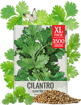 Seed Needs Cilantro Seeds packet front for easy planting and fresh herb harvest.