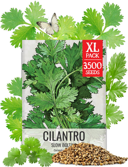 Seed Needs Cilantro Seeds packet front for easy planting and fresh herb harvest.
