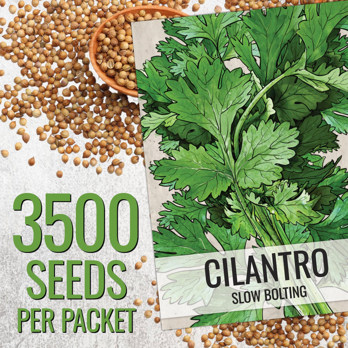 Seed Needs Cilantro Seeds sowing in garden encourages fresh cilantro cultivation.