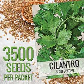 Seed Needs Cilantro Seeds sowing in garden encourages fresh cilantro cultivation.
