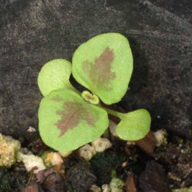 Seed Needs coleus in pollinator-friendly garden attracting butterflies