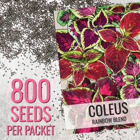 Seed Needs coleus seeds back panel with sowing tips for shade gardens