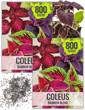 Seed Needs coleus seeds front pack displays vibrant rainbow foliage for containers