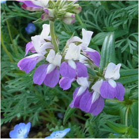 Seed Needs Collinsia heterophylla pagoda flower detail for butterfly borders