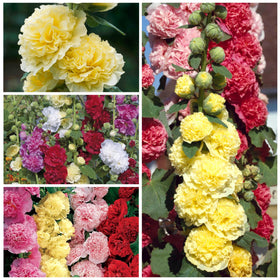 Hollyhock blooms in red, yellow, pink, and white from Seed Needs mix.