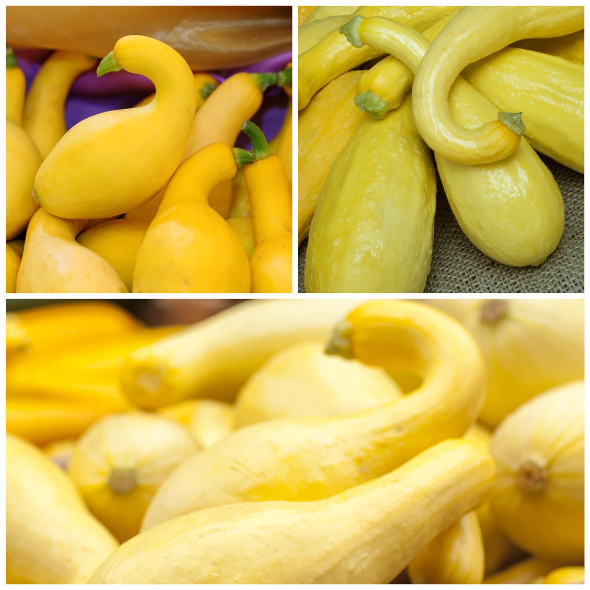 Seed Needs Crookneck squash seeds direct sowing image shows garden readiness.