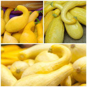 Seed Needs Crookneck squash seeds direct sowing image shows garden readiness.