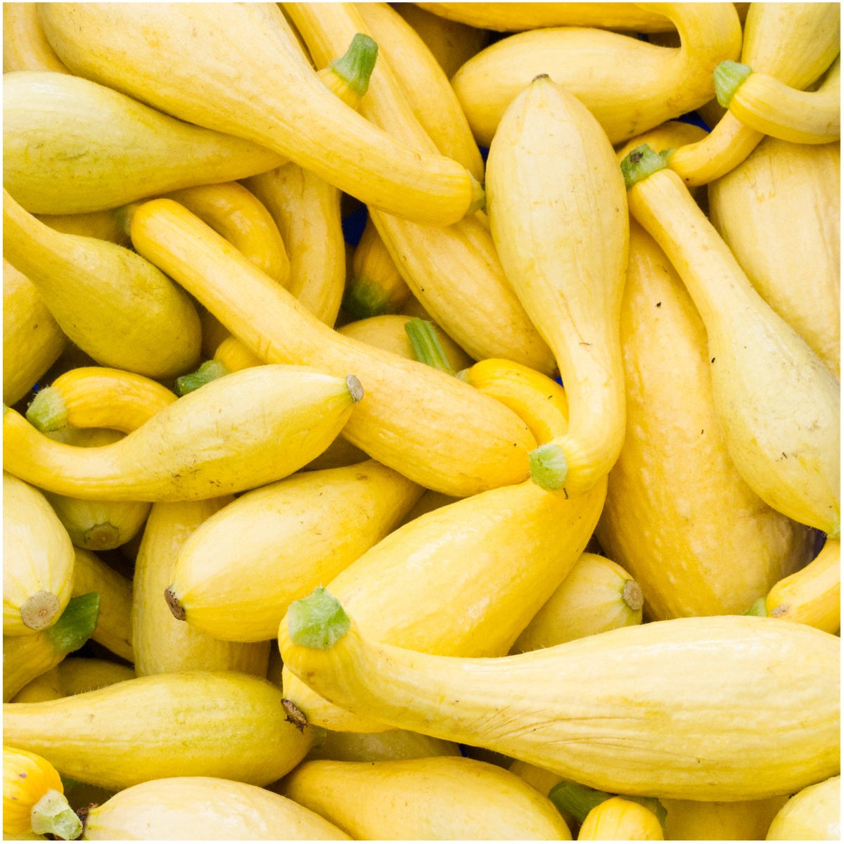 Seed Needs Crookneck squash seeds harvest-ready fruits encourage seasonal planning.