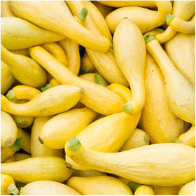 Seed Needs Crookneck squash seeds harvest-ready fruits encourage seasonal planning.