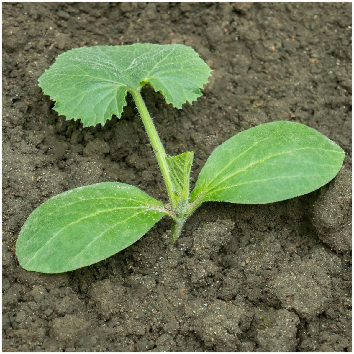 Seed Needs Crookneck squash seeds open-pollinated heirloom variety supports diverse home harvest.
