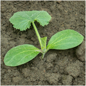 Seed Needs Crookneck squash seeds open-pollinated heirloom variety supports diverse home harvest.