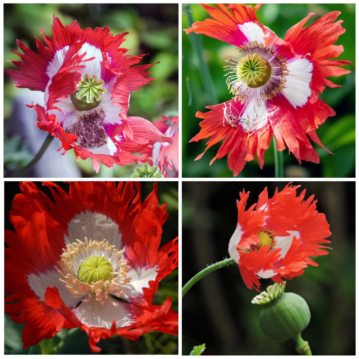 Seed Needs Danish Flag Poppy seed packet; open-pollinated heirloom enabling true-to-type blooms